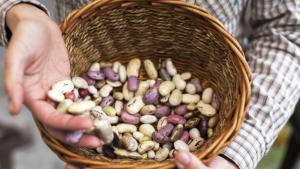 Новата реколта смилянски фасул се продава на по високи цени от