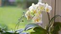 Полезни съвети за отглеждане на орхидеи у дома
