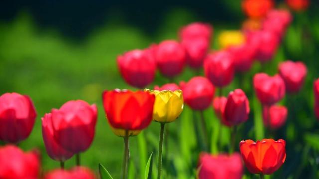 Цветна нежност: Пленителната красота на пролетта (ГАЛЕРИЯ)