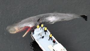  Откриха заклещен 13-метров мъртъв кит на носа на круизен кораб (СНИМКИ)