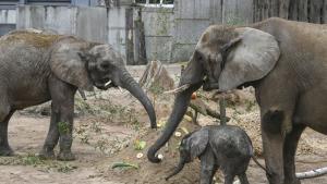 Слонове