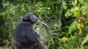 Сърцераздирателна гледка: Скърбящо шимпанзе отказва да се раздели с мъртвото си бебе (ВИДЕО)