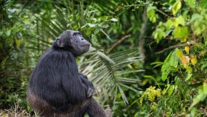 Сърцераздирателна гледка: Скърбящо шимпанзе отказва да се раздели с мъртвото си бебе (ВИДЕО)