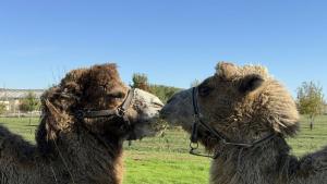 семейство камили зоопарк Бургас камила