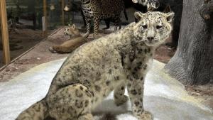 Пловдив природонаучен музе снежен леопард
