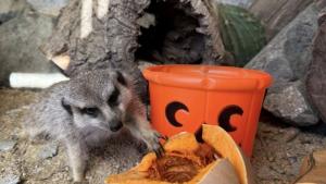 животни зоопарк Бургас Хелоуин