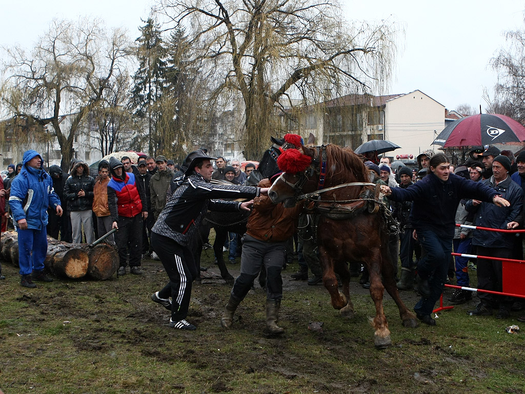 Тодорова събота в Гр. Самоков, деня на коневъдството и конния спорт. Тодоровден, Конски Великден, Съботата след Сирни Заговезни се празнува главно за здраве на конете.