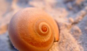 Вещество от рапан – пет пъти по-силно от морфина