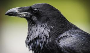 Гарваните са толкова умни, колкото е и 7-годишно дете