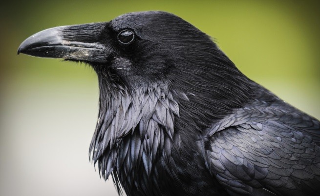  Гарваните са толкоз умни, колкото е и 7-годишно дете 