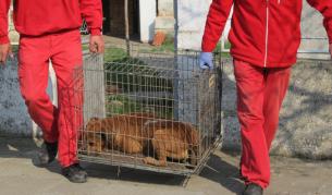 Кучетата бяха приспани и отнесени в приют