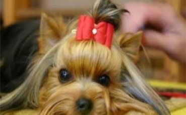 Моуриньо прати кучето си с частен самолет за 30 000 евро до Португалия