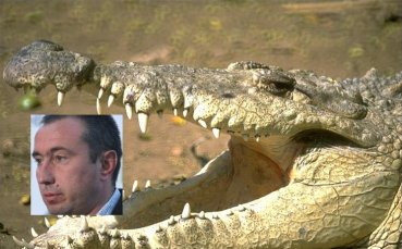Станимир Стоилов: Никой не обича крокодила