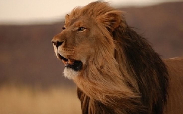 Непредвидимите лъвове