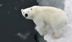 Полярният лед изчезва, резултатите са пагубни