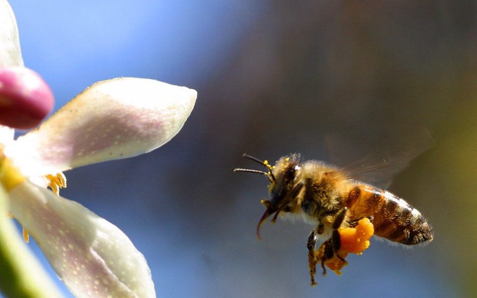 30 ужилени от пчели атлети бяха хоспитализирани в Япония