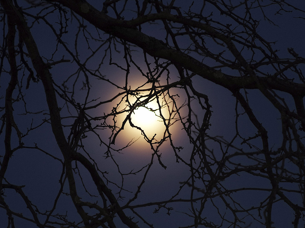 Нарастващата Луна през дърветата в Бърлингтън, щата Масачузетс, САЩ.