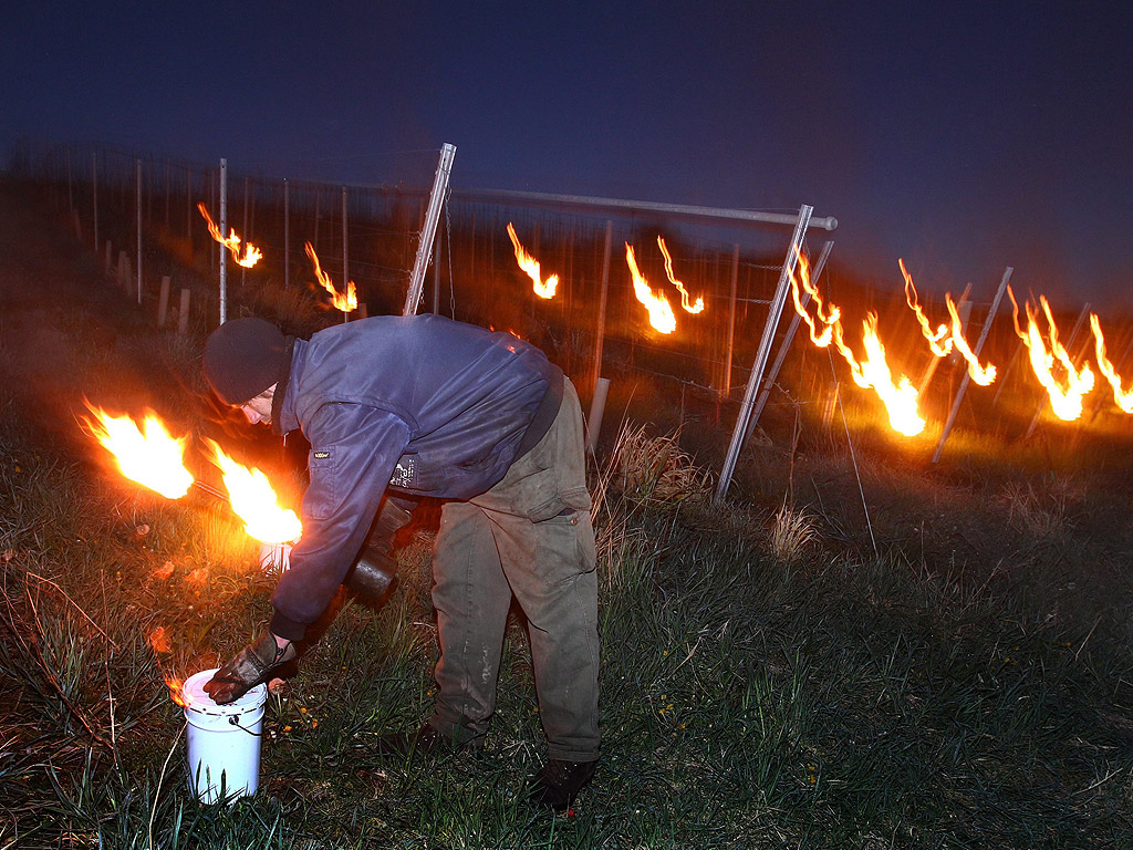 Стопани палят свещи, за да защитят лозите от змръзване в студа на лозята край Бимбах, Германия.