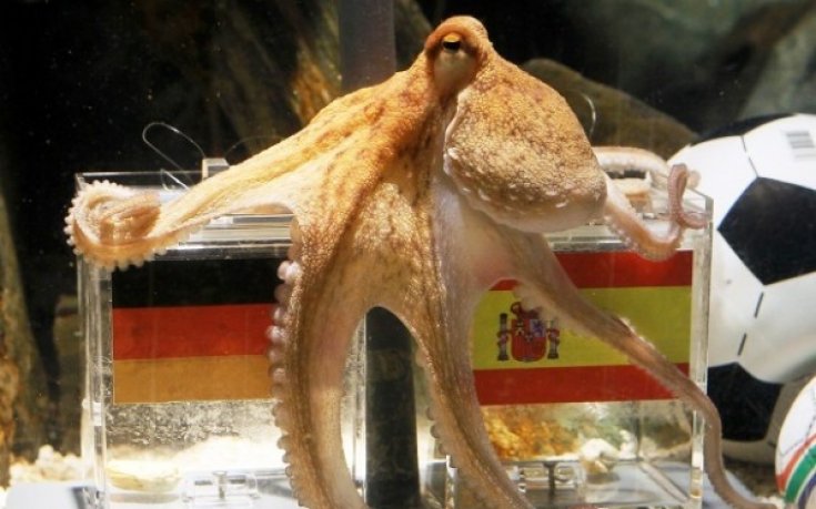 Октоподът Паул вече има личен бодигард