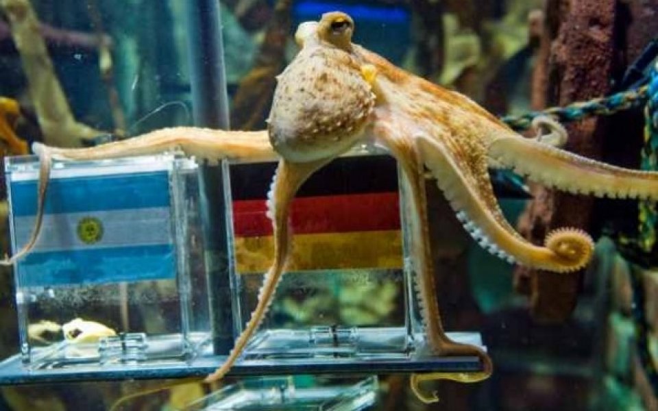 Октоподът Паул вече познава в интернет