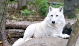 Полярен вълк