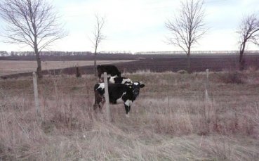 Добруджански крави стъписани от люто джитбол-дерби в Локо Сф