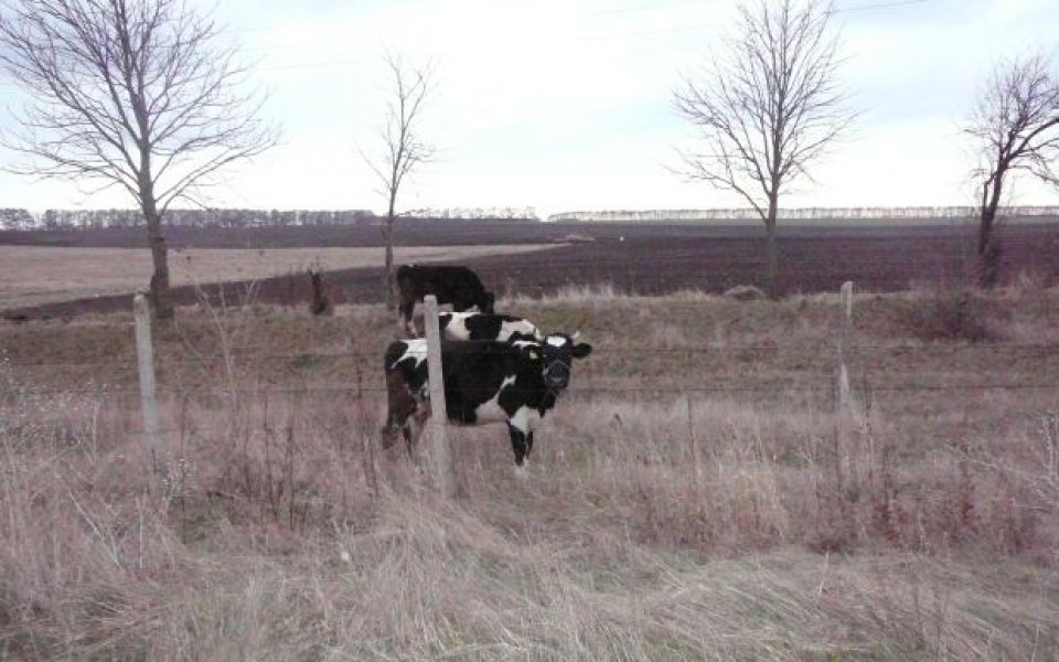 Добруджански крави стъписани от люто джитбол-дерби в Локо Сф