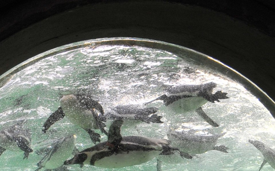 Шарапова се снима с пингвини