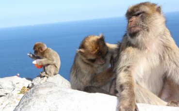 СНИМКИ: Лудогорец на гости на маймунките