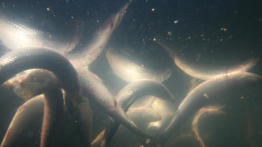 Измряла риба в Струма заради замърсяване