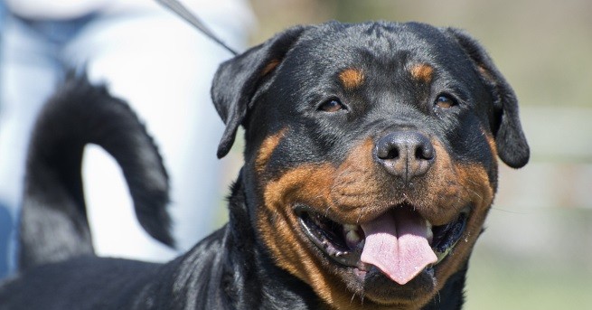 Ротвайлери разкъсаха малко кученце а хората в района се страхуват