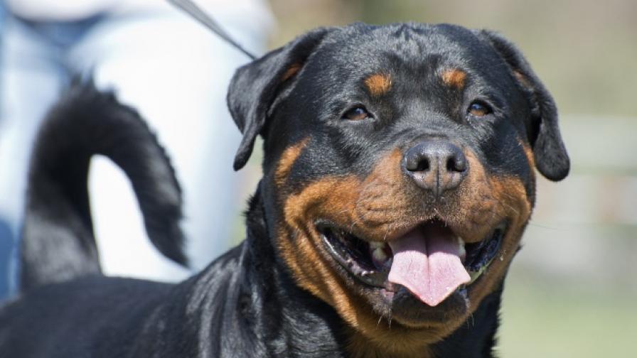 На Острова: Защо кучето Зевс е регистрирано като гласоподавател за изборите за ЕП