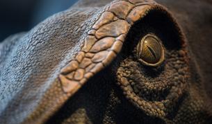 Откриха останки на най-големия динозавър