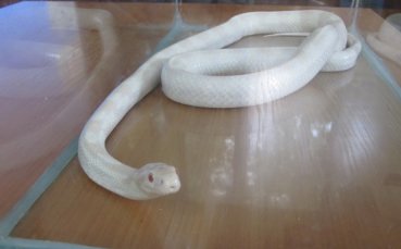 Змия стресна играчите на Портланд