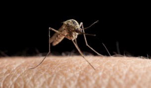 Комарите подушват храната си преди да я видят