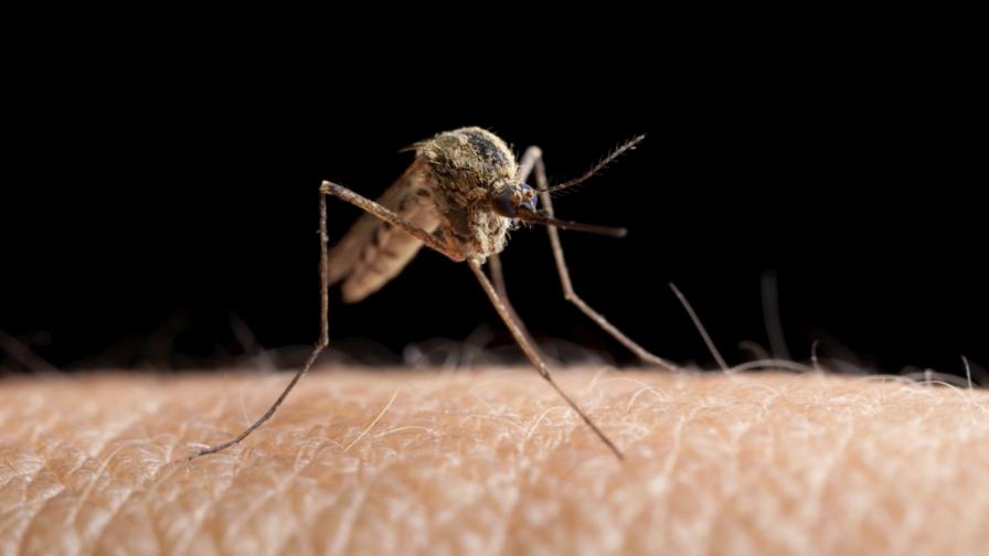 Комарите подушват храната си преди да я видят