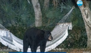Мечка си почина в хамак в двор във Флорида