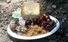  <p><strong>Черешова задушница</strong> е, какво би трябвало да знаем</p> 