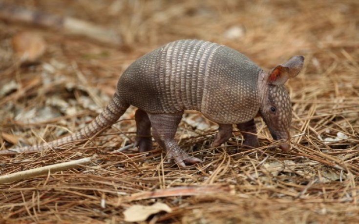 Талисманът на Мондиала в Бразилия е застрашен вид