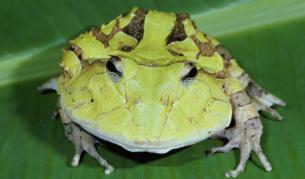 Рогата жаба