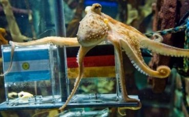Германия ще победи Португалия, предсказа октоподът Регина