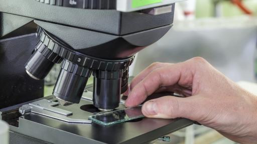  Учени разсъниха бактерии на 100 милиона години 