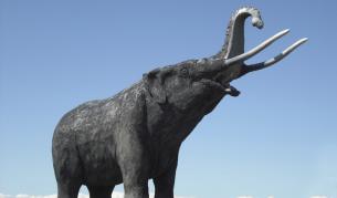 Ергенско парти откри фосили от череп на стегомастодон