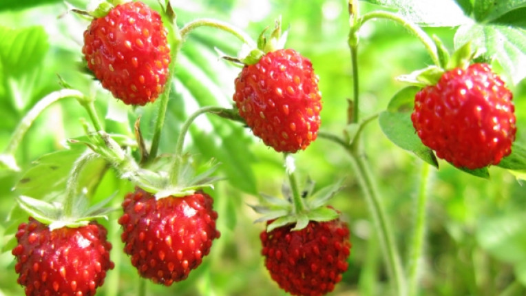 горски ягоди ползи билка запарка витамин C хипертония рак