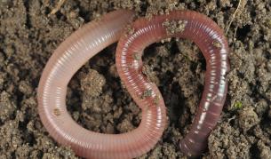 Учени: Изворът на младостта се крие в...кръглите червеи