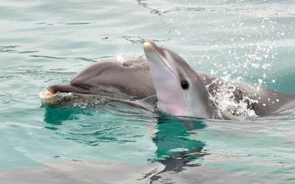 Новороден делфин в Белгия получи името Ориги