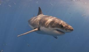 Акула ухапа плувец край плаж в Калифорния