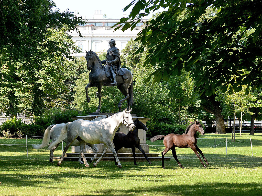 Кобили от породата Липицанер с техните жребчета тичат във Бурггартен Парк във Виена, Австрия. За един час дневно прочутите коне могат да бъдат видяни в публично достъпния парк от 8 юли до 2 Авг. 2014.