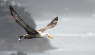 Албатрос - най-голямата летяща птица днес
