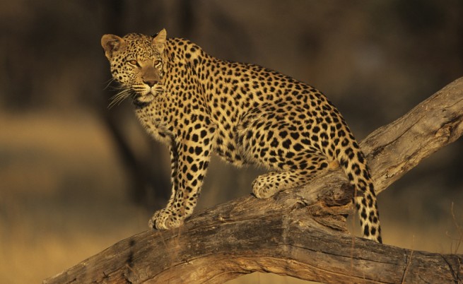 Спасиха паднал в кладенец леопард в Индия (ВИДЕО)